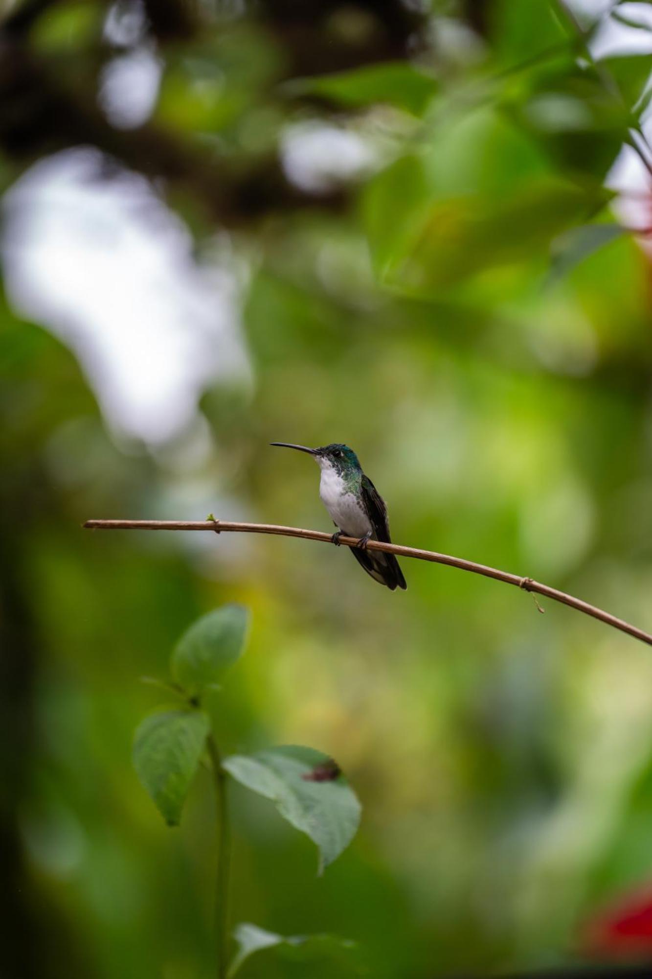 Mindo Glambird Glamping & Lodge 外观 照片
